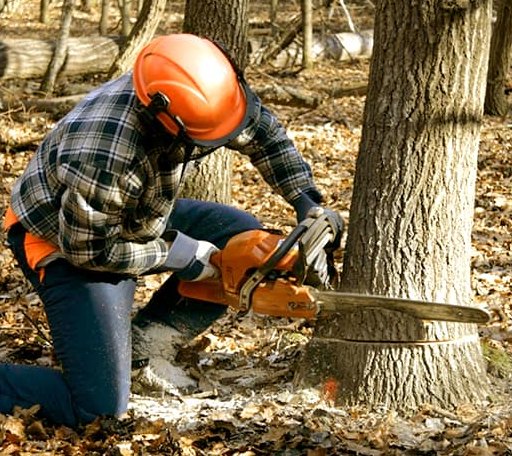 Tree Removal in Wells River, VT